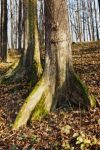 [16] wiąz górski Ulmus scabra, fot. A. Dorda